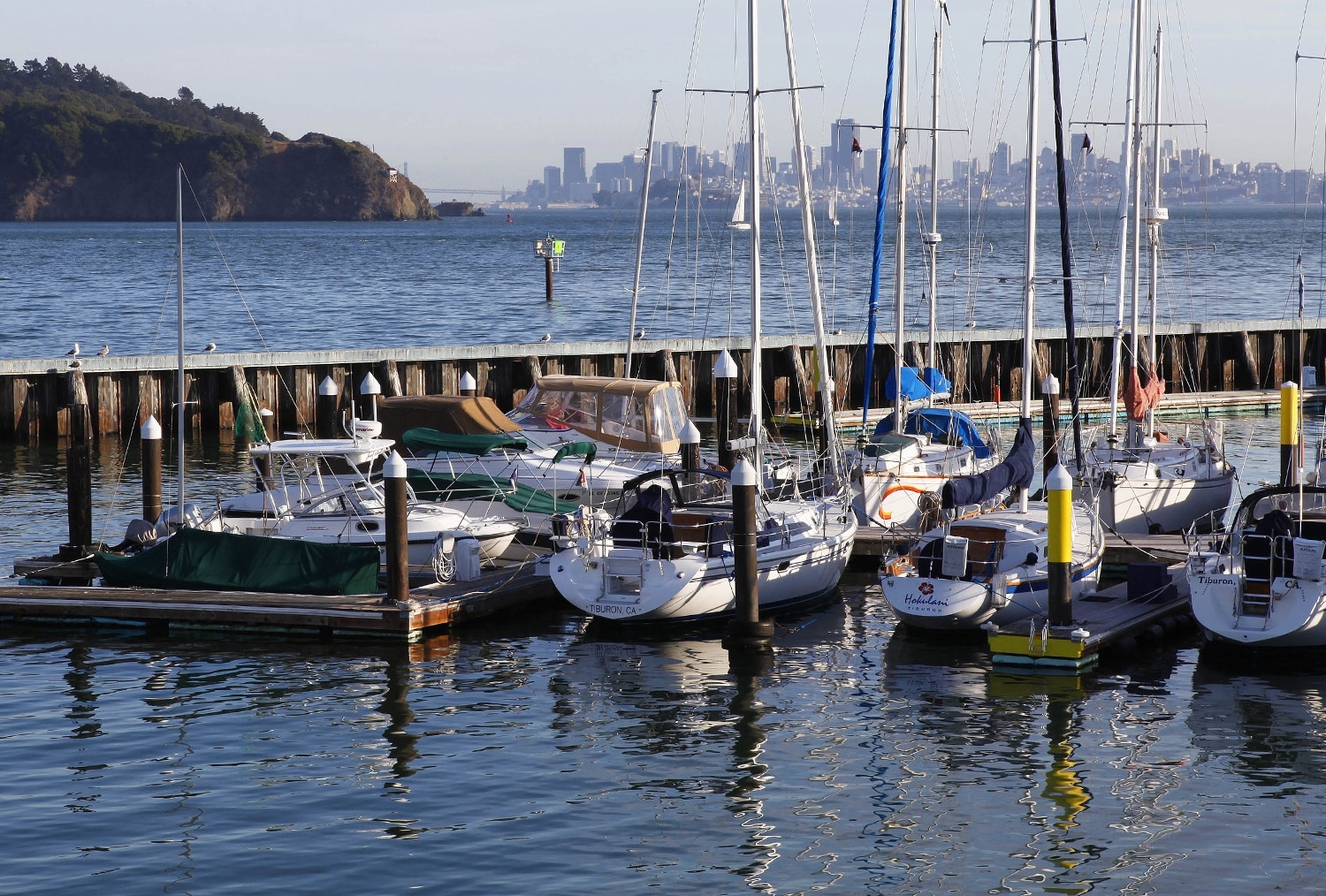 Close up of sailboats docked next to the hotel with view of San Francisco skyline4-2511.jpg